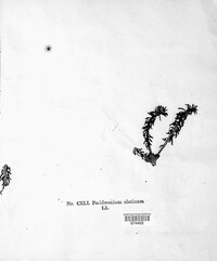 Melampsorella elatina image